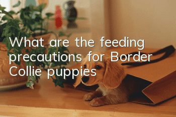 What are the feeding precautions for Border Collie puppies?