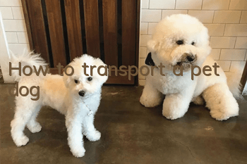 How to transport a pet dog