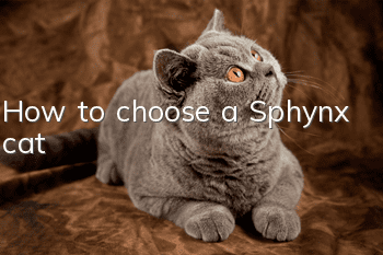 How to choose a Sphynx cat