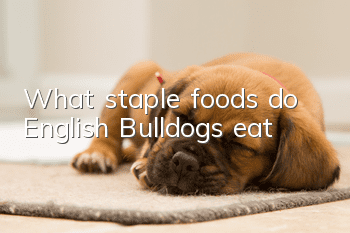 What staple foods do English Bulldogs eat?