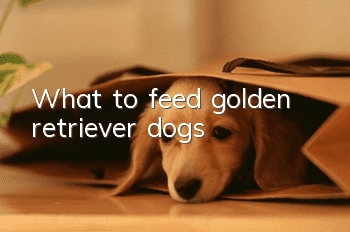 What to feed golden retriever dogs