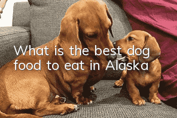 What is the best dog food to eat in Alaska?