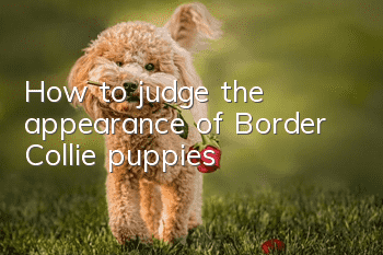 How to judge the appearance of Border Collie puppies