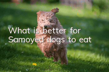 What is better for Samoyed dogs to eat?
