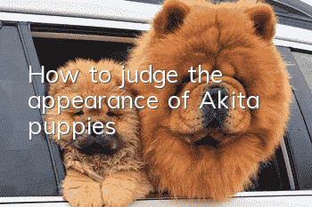 How to judge the appearance of Akita puppies