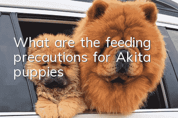 What are the feeding precautions for Akita puppies?