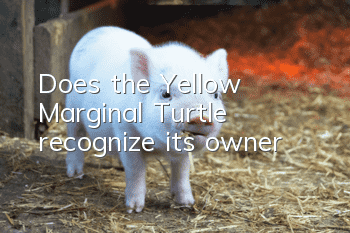 Does the Yellow Marginal Turtle recognize its owner?