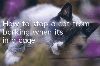 How to stop a cat from barking when it's in a cage?