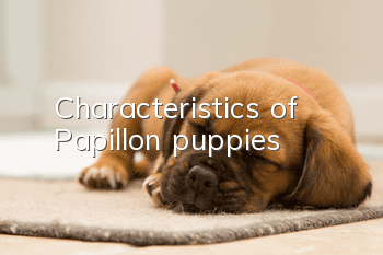 Characteristics of Papillon puppies