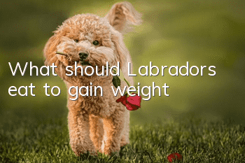 What should Labradors eat to gain weight?