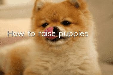 How to raise puppies