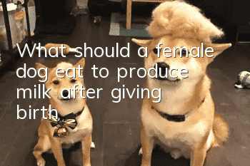 What should a female dog eat to produce milk after giving birth?