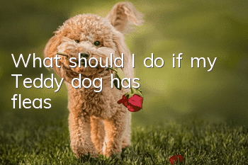 What should I do if my Teddy dog ​​has fleas?