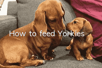 How to feed Yorkies