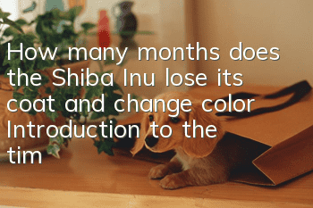 How many months does the Shiba Inu lose its coat and change color? Introduction to the time when the Shiba Inu loses its coat and changes color.