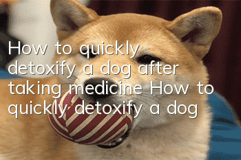 How to quickly detoxify a dog after taking medicine How to quickly detoxify a dog