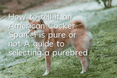 How to tell if an American Cocker Spaniel is pure or not? A guide to selecting a purebred American Cocker Spaniel.
