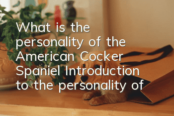 What is the personality of the American Cocker Spaniel? Introduction to the personality of the American Cocker Spaniel
