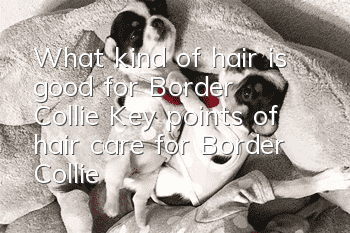 What kind of hair is good for Border Collie? Key points of hair care for Border Collie