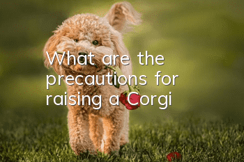 What are the precautions for raising a Corgi?