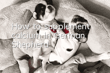 How to supplement calcium in German Shepherd