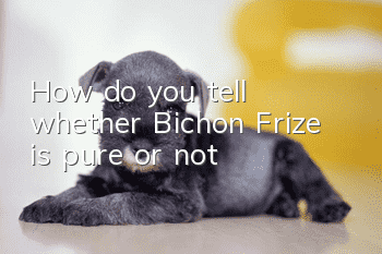 How do you tell whether Bichon Frize is pure or not?