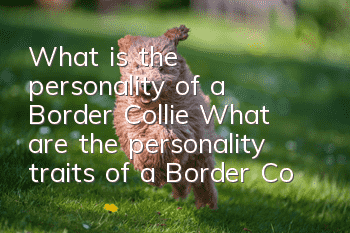 What is the personality of a Border Collie? What are the personality traits of a Border Collie?