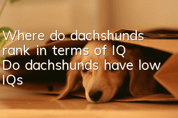 Where do dachshunds rank in terms of IQ? Do dachshunds have low IQs?
