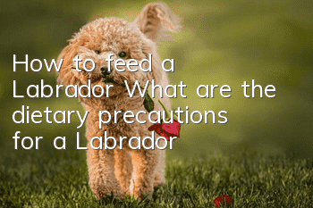 How to feed a Labrador? What are the dietary precautions for a Labrador?