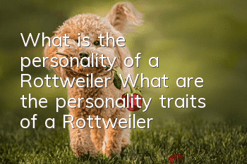 What is the personality of a Rottweiler? What are the personality traits of a Rottweiler?