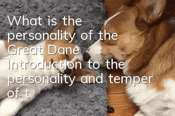 What is the personality of the Great Dane? Introduction to the personality and temper of the Great Dane