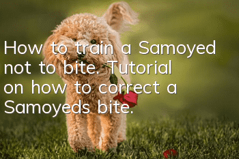 How to train a Samoyed not to bite. Tutorial on how to correct a Samoyed’s bite.