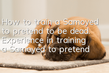 How to train a Samoyed to pretend to be dead. Experience in training a Samoyed to pretend to be dead.