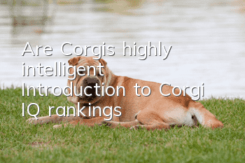 Are Corgis highly intelligent? Introduction to Corgi IQ rankings