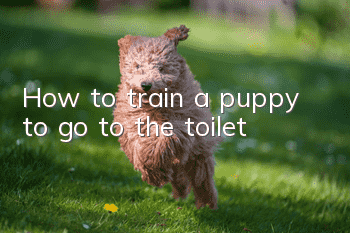 How to train a puppy to go to the toilet