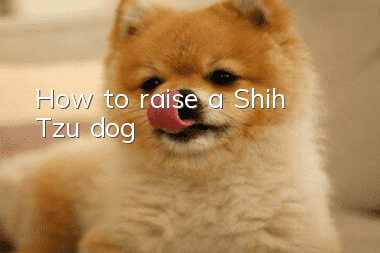 How to raise a Shih Tzu dog