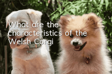What are the characteristics of the Welsh Corgi?