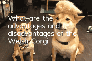 What are the advantages and disadvantages of the Welsh Corgi
