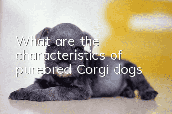 What are the characteristics of purebred Corgi dogs?