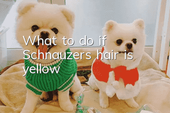 What to do if Schnauzer’s hair is yellow