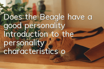 Does the Beagle have a good personality? Introduction to the personality characteristics of the Beagle