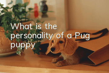 What is the personality of a Pug puppy?