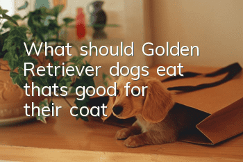 What should Golden Retriever dogs eat that’s good for their coat?