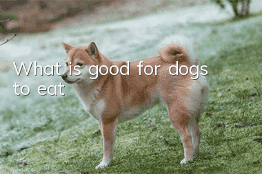 What is good for dogs to eat?