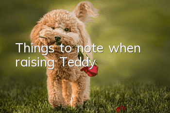 Things to note when raising Teddy