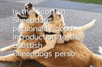 Is the Scottish Sheepdog's personality good? Introduction to the Scottish Sheepdog's personality.