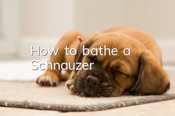 How to bathe a Schnauzer