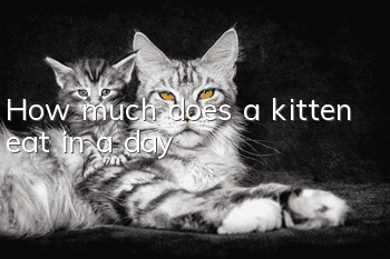 How much does a kitten eat in a day?