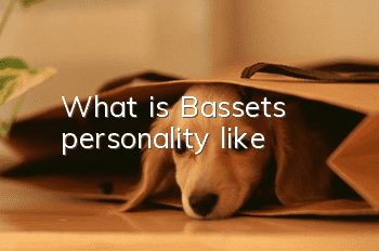 What is Basset's personality like?