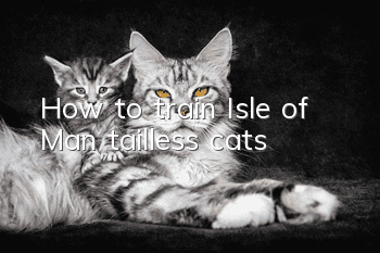 How to train Isle of Man tailless cats